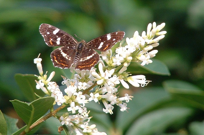 Map Butterfly