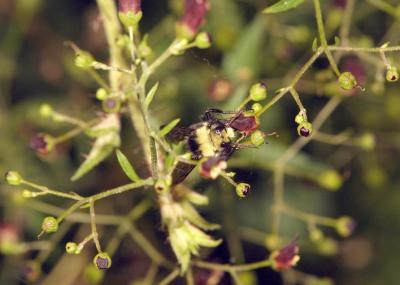 25 Bee on Bee Plant_8337`0206071549.JPG
