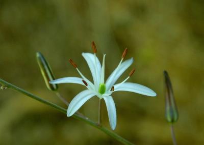 29 Soap Lily_8387`0206071646.JPG