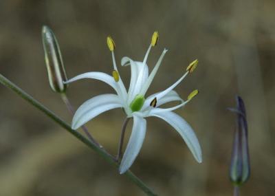 33 Soap Lily_8451,5 #2.2 (Cropped)`0206071705.jpg