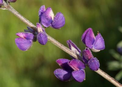 35 lupine_5027 adjd`0302220818.jpg