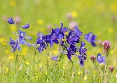 42 Larkspur_7704`0304051416.JPG