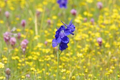 43 Larkspur_7715`0304051418.JPG