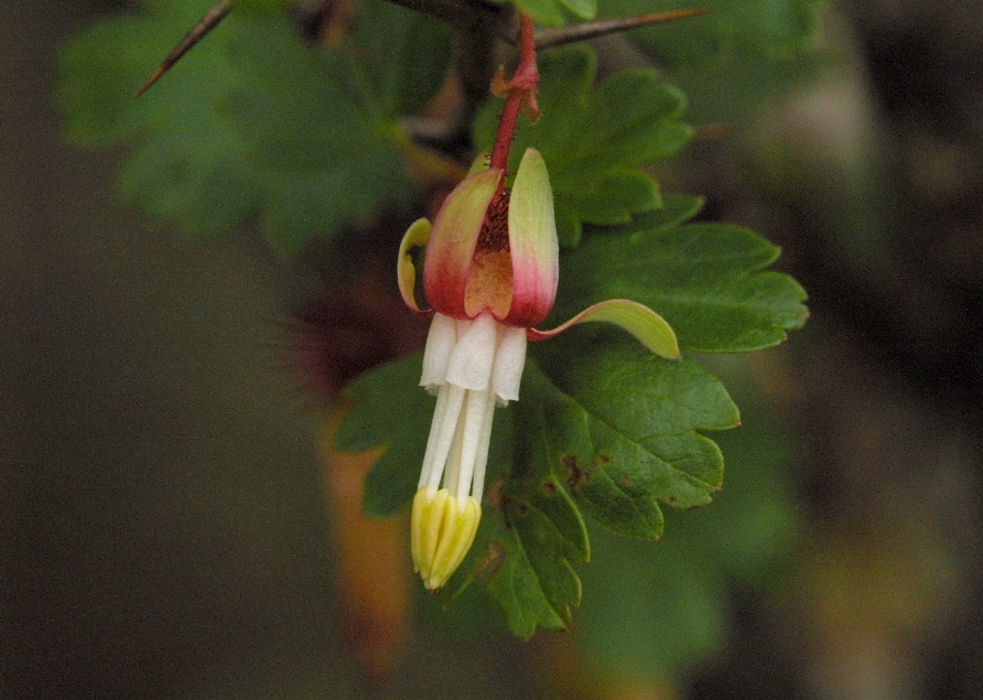 04  Gooseberry blossom close up_2937`0202181347.JPG