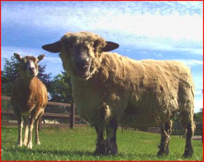 Sheep and Mouflon.