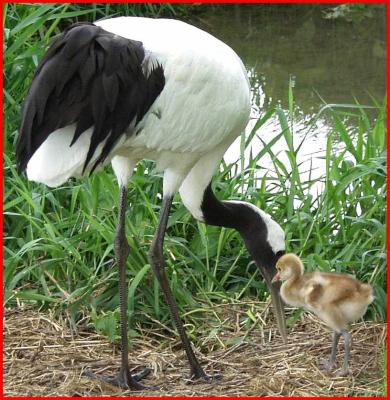 u30/kendotken/medium/18487824.Redcrownedcraneandchick.jpg