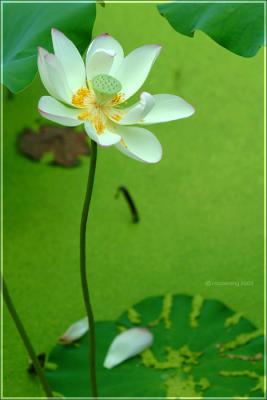 DSCF8642.jpg