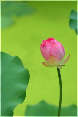 DSCF8645.jpg