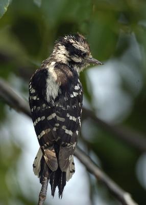 Woodpecker Resting