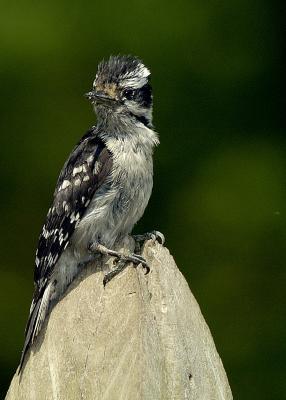 Woodpecker On Fencepost