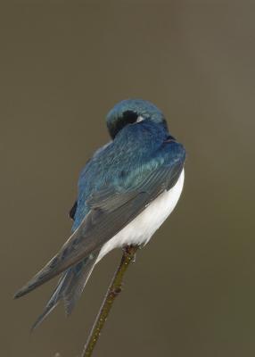 Tree Swallow