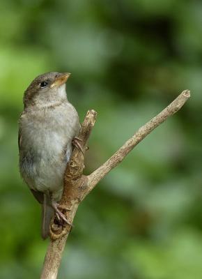 Sparrow Posing