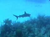 Grand Cayman 2001 - Sharks Too!