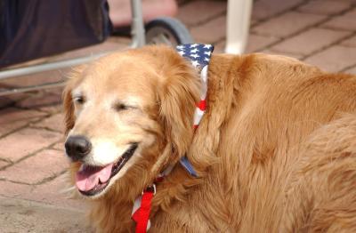 Kemah Dog on the Fourth