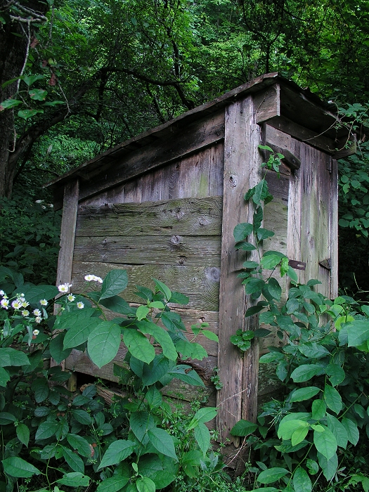 Johnnyhouse in the Woods