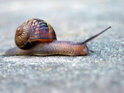 Snail