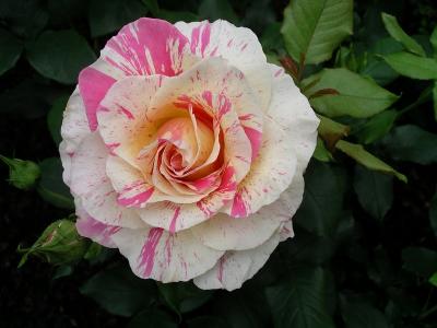 Rose (Claude Monet)