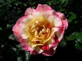 Rose (Camille Pissaro)