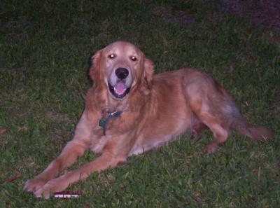 Buddy, hoping I'll walk over and pick up his chew toy that's at his front paws.