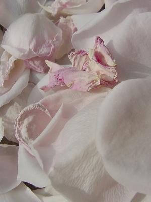 fallen rose petals