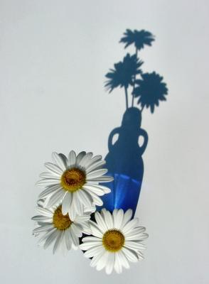 daisies blue shadow