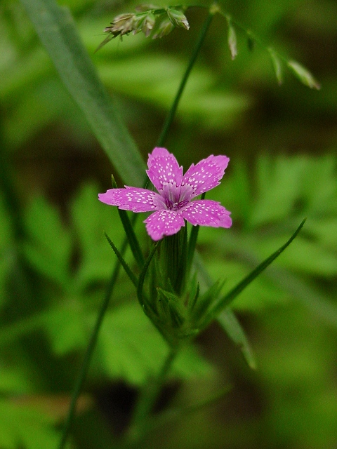 pink wildflower