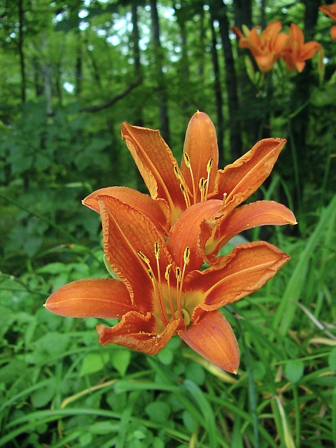 day lilies on stonerow