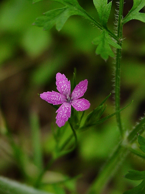 pink wildflower 2