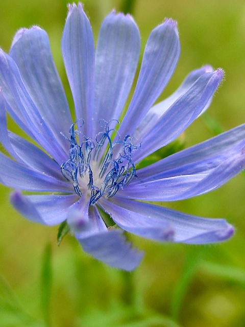 chicory