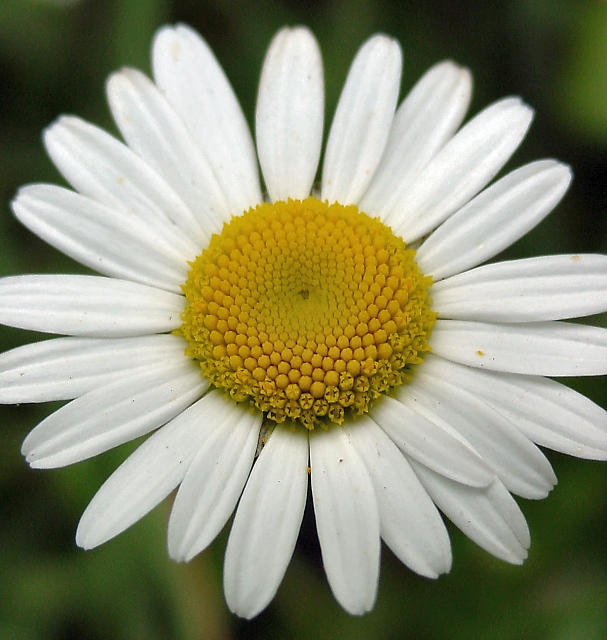daisy center