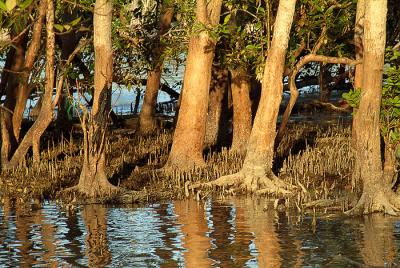 mangrove_03.jpg