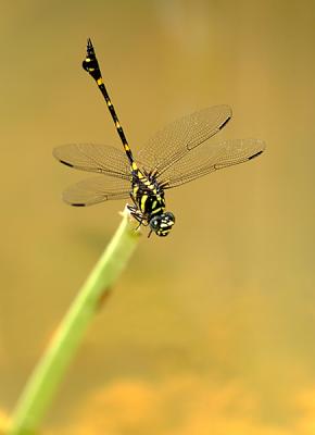 dragonfly_02.jpg