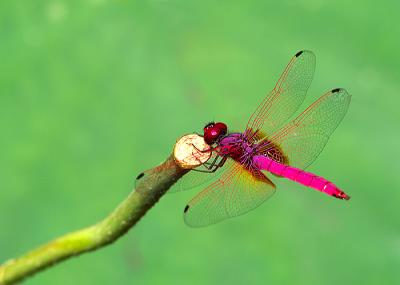 dragonfly_08.jpg