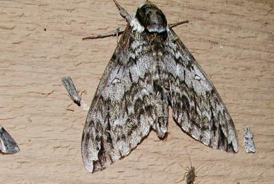 Waved Sphinx Moth (Ceratomia undulosa)