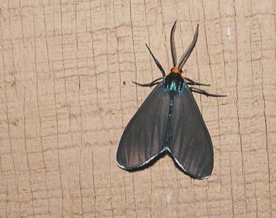 Virginia ctenucha (Ctenucha virginica)