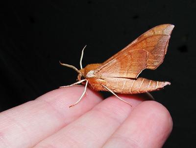 Azalea Sphinx (Darapsa choerilus)