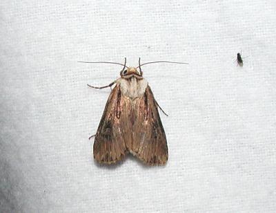 Venerable Dart (Agrotis venerabilis)