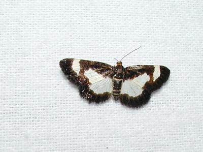 Common Spring Moth (Heliomata cycladata)