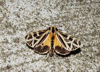 anna tiger moth (grammia anna)