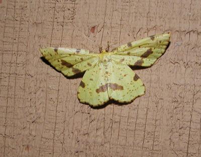 false crocus geometer