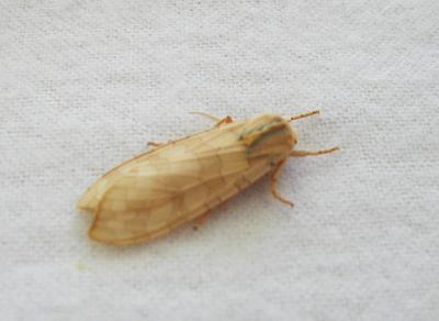 Banded Tussock Moth (Xylena curvimacula)