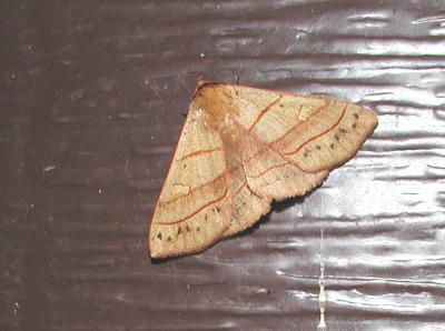Red-lined Panopoda Moth (Panopoda rufimargo)