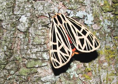 Virgin Tiger Moth (Grammia virgo)