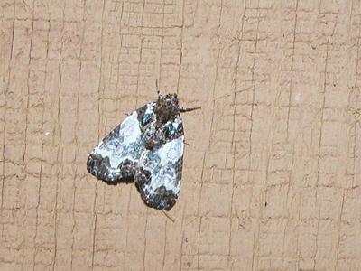 Tufted Bird-dropping Moth (Cerma cerintha) {Acontiinae}
