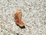 Scallop Moth (Cepphis armateria)