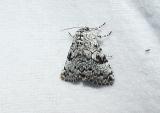 The Laugher Moth (Charadra deridens)