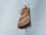 eastern tent caterpillar moth (Malacosoma americana)