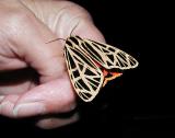 Virgin Tiger Moth (Grammia virgo)