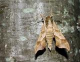 Hog Sphinx (Darapsa myron)