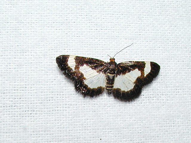 Common Spring Moth (Heliomata cycladata)